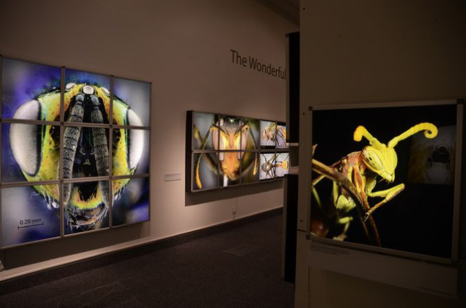 Wasp_exhibition__DSC3399